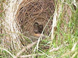Nest