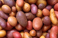 Various potato cultivars