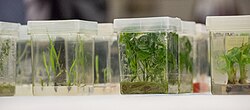 Plant tissue cultures being grown at a USDA seed bank, the National Center for Genetic Resources Preservation