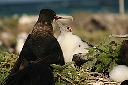 Chick begging from female parent