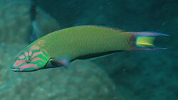 Moon wrasse, Thalassoma lunare, a protogynous animal species