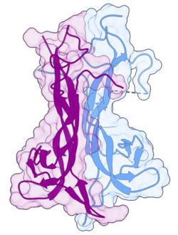 BDNF - Brain-derived neurotrophic factor (violet) and NT-4 heterodimer (blue)