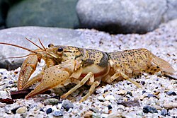 Big Creek Crayfish, Faxonius peruncus, is a threatened crustacean species in the St. Francis River of Missouri.