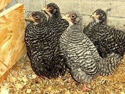 North Holland Blue youngstock showing the dosage effect of the "barred" trait: periods of pigmented feather growth are shorter in the homozygous cockerel, giving a lighter overall impression; the periods are longer in the hemizygous females, giving a darker overall impression.