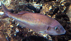The red porgy was named Sparus orphus & Sparus pagrus in 1758.