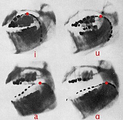 X-rays of Daniel Jones' [i, u, a, ɑ]