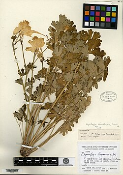 Holotype of Aquilegia hinckleyana, found at