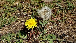 Two life cycle stages of a common dandelion – flower head and seed head