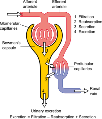 Four main processes are involved in the creation of urine.