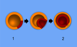 1 - blastula, 2 - gastrula with blastopore; orange - ectoderm, red - endoderm