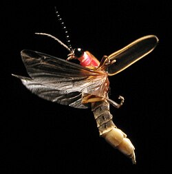 Photinus pyralis, firefly, in flight
