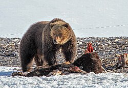 A grizzly bear feeding on an American bison carcass