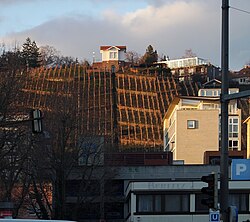 Kriegsberg vineyard in the city center