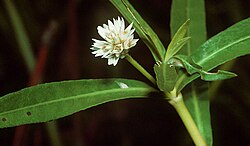 The invasive species Alternanthera philoxeroides (alligator weed) was controlled in Florida (U.S.) by introducing alligator weed flea beetle.