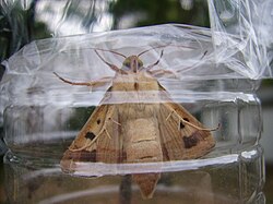Helicoverpa zea adult[45]