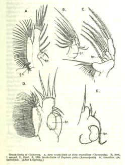 The five trunk limbs, used in filter feeding
