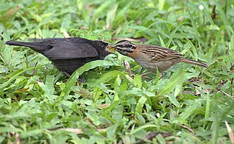 A shiny cowbird chick (left) being fed by a rufous-collared sparrow
