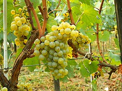 Chardonnay growing in Moldova