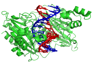 The restriction enzyme EcoRV (green) in a complex with its substrate DNA[121]