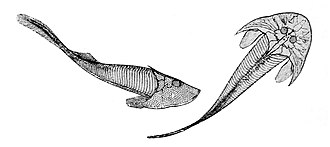 Reconstruction of Cephalaspis lyelli