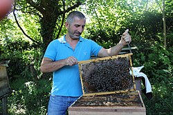 A professional beekeeper from Guria inspects a well-developed jumbo frame hive.