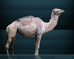 Western camel (Camelops hesternus) reconstruction
