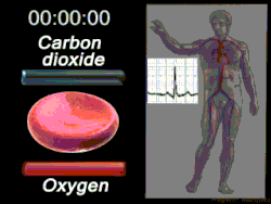 Animation of a typical human red blood cell cycle in the circulatory system. This animation occurs at a faster rate (~20 seconds of the average 60-second cycle) and shows the red blood cell deforming as it enters capillaries, as well as the bars changing color as the cell alternates in states of oxygenation along the circulatory system.