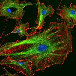 The cytoskeleton. Actin filaments are shown in red, microtubules in green. (The nucleus is in blue.)