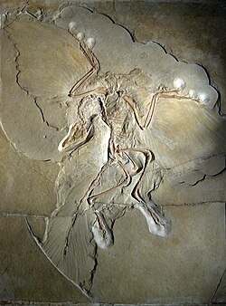 Archaeopteryx is one of the most famous transitional fossils and gives evidence for the evolution of birds from theropod dinosaurs.