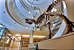 The on-campus University of California Museum of Paleontology hosts a life-size replica of a T-rex.
