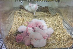 Baby brown rats