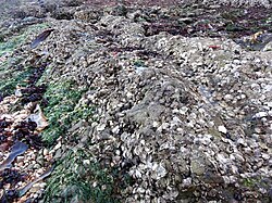 Rocks in intertidal zone covered by oysters, at Bangchuidao Scenic Area, Dalian, Liaoning Province, China