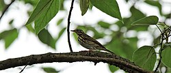 Olive backed pipit
