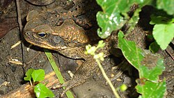 R. marina in the Philippines are referred to as kamprag, a corruption of 'American frog'.[109]