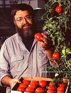 Plant physiologist Athanasios Theologis with tomatoes that contain the bioengineered ACC synthase gene