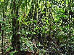 Amazon rainforest in Colombia