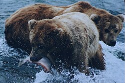 Most bear species are omnivores