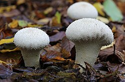 Lycoperdon perlatum (the "common puffball") has a glebal hymenium; when young, the interior is white, but it becomes brown containing powdery spores as the fungus matures.