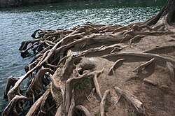 Roots can also protect the environment by holding the soil to reduce soil erosion.