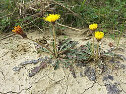 Dandelions have a single capitulum at the end of the scape