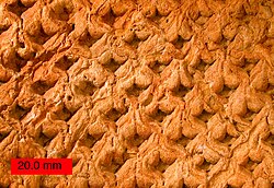External mold of Lepidodendron trunk showing leaf scars from the Upper Carboniferous of Ohio