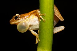 A male Dendropsophus microcephalus displaying its vocal sac during its call