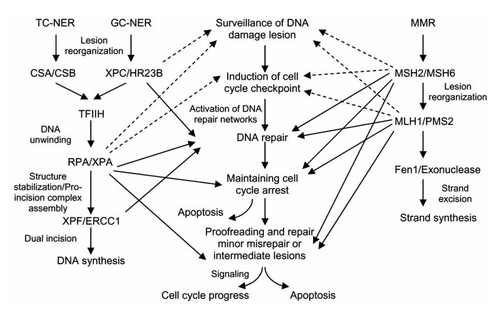 DNA excision pathways work in tandem to repair DNA damage. Unrepaired damage or malfunctioning proteins associated with excision repair could lead to unregulated cell growth and cancer.[6]