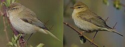 Comparison of primary extensions: chiffchaff (left) and willow warbler