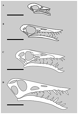 Growth series of Rhamphorhynchus specimens showing changes throughout life