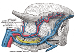 Blood supply of the tongue