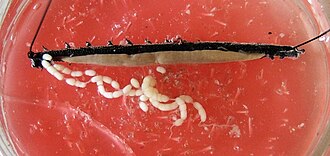 A dissected Euperipatoides kanangrensis. The two ovaries, full of stage II embryos, are floating to the bottom of the image.