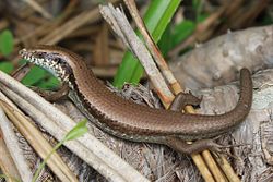 The long-tailed skink, Eutropis longicaudata, actively defends its nest against snakes.[15]
