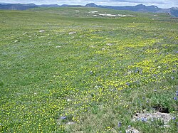 Alpine flora at 11,500 feet (3500 m) on the Flat Tops plateau in the Colorado Rocky Mountains U.S.A