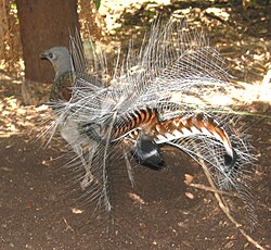 Superb lyrebird in courtship display – as seen from the back